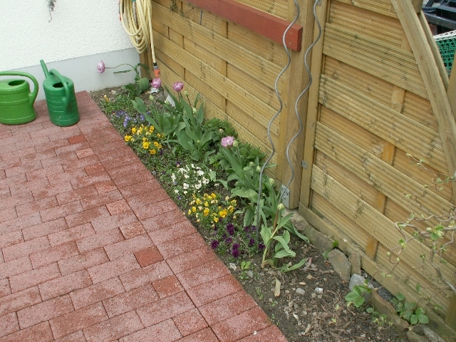 01_hornveilchen_01.jpg, 367.39 kb, 26.04.2006 / 15:25:33