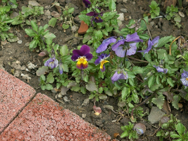 02_hornveilchen_02.jpg, 390.16 kb, 26.04.2006 / 15:25:34