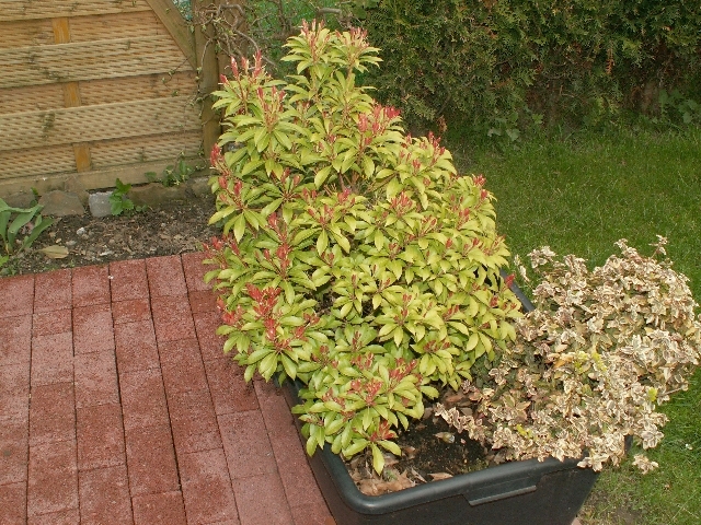 03_lavendelheide_01.jpg, 397.98 kb, 26.04.2006 / 15:25:34