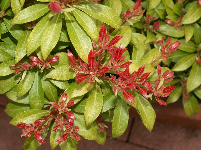 04_lavendelheide_02.jpg, 360.92 kb, 26.04.2006 / 15:25:35