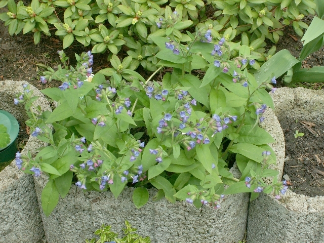 05_lungenkraut.jpg, 386.51 kb, 26.04.2006 / 15:25:34