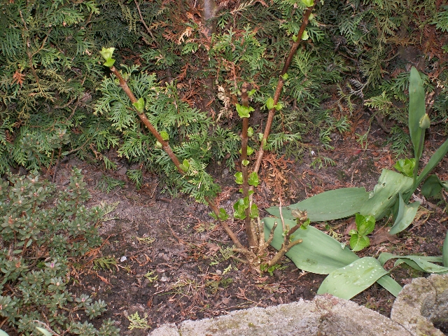 06_hortensie_01.jpg, 411.98 kb, 26.04.2006 / 15:25:35