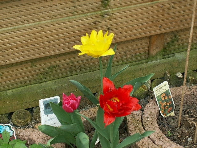 07_tulpen_02.jpg, 353.75 kb, 26.04.2006 / 15:25:36