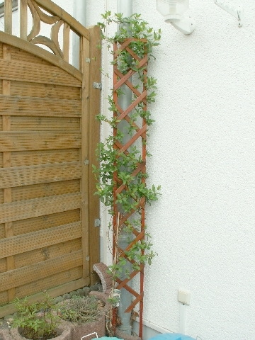 09_geissblatt_01.jpg, 223.39 kb, 26.04.2006 / 15:25:37