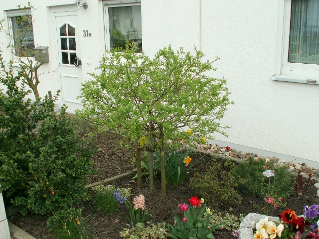 12_zierweide_01.jpg, 373.33 kb, 26.04.2006 / 15:25:40