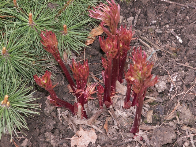 13_pfingstrose_01.jpg, 396.26 kb, 26.04.2006 / 15:25:38