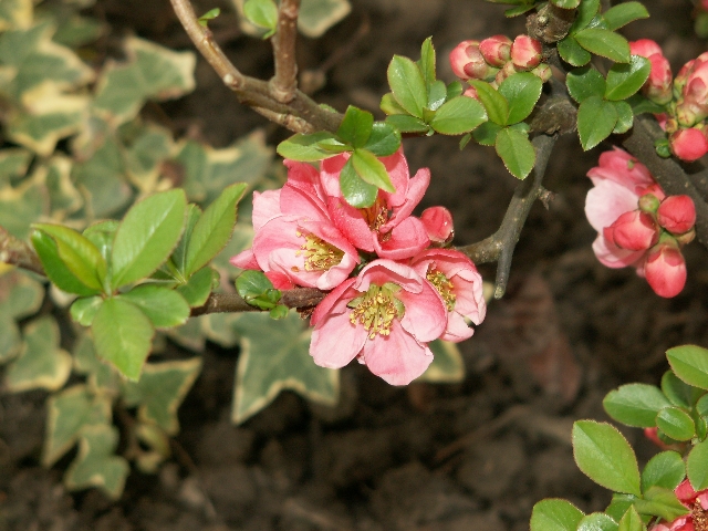 15_zierquitte_02.jpg, 311.00 kb, 26.04.2006 / 15:25:39