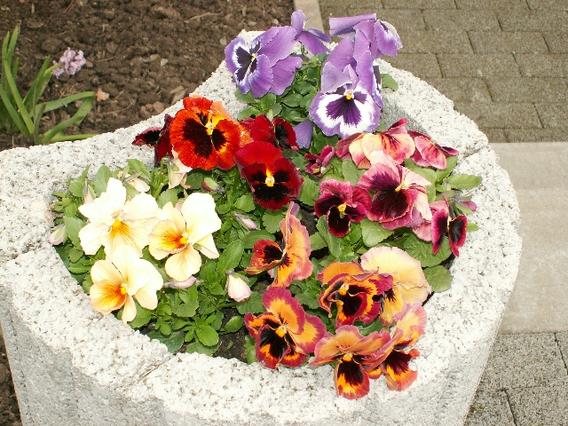 16_stiefmuetterchen_01.jpg, 384.35 kb, 26.04.2006 / 15:25:40