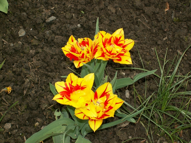 17_tulpen_03.jpg, 379.92 kb, 26.04.2006 / 15:25:37