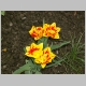 17_tulpen_03.jpg, 379.92 kb, 26.04.2006 / 15:25:37