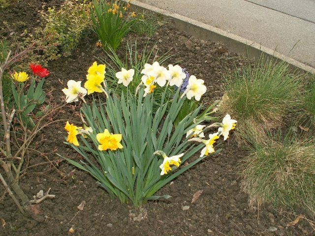 18_narzissen_03.jpg, 390.21 kb, 26.04.2006 / 15:25:38