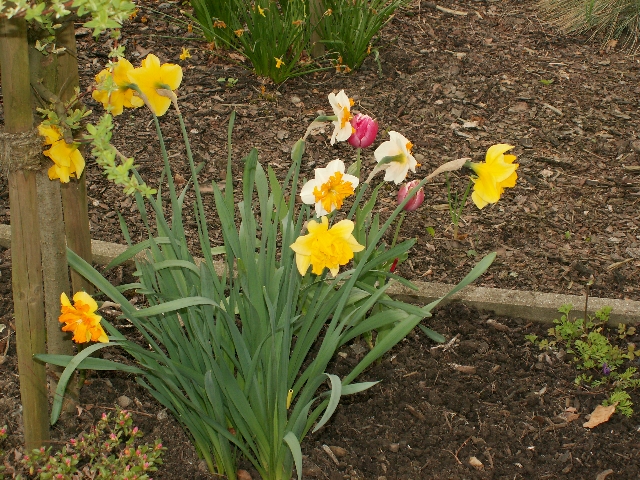 19_narzissen_01.jpg, 394.56 kb, 26.04.2006 / 15:25:39