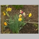 19_narzissen_01.jpg, 394.56 kb, 26.04.2006 / 15:25:39