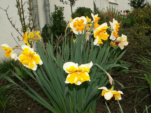 20_narzissen_02.jpg, 375.42 kb, 26.04.2006 / 15:25:37