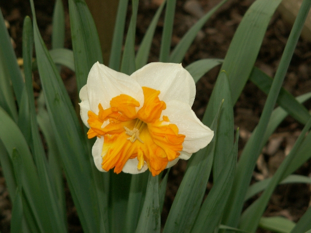 21_narzissen_04.jpg, 275.44 kb, 26.04.2006 / 15:25:42