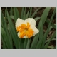 21_narzissen_04.jpg, 275.44 kb, 26.04.2006 / 15:25:42
