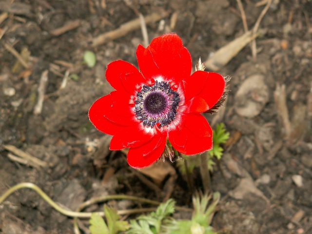 22_anemonen_01.jpg, 296.71 kb, 26.04.2006 / 15:25:41