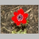 22_anemonen_01.jpg, 296.71 kb, 26.04.2006 / 15:25:41