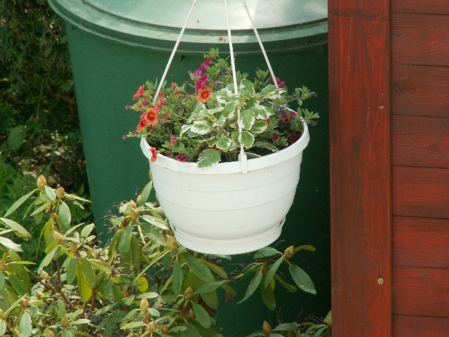 blumenampel_01.jpg, 325.24 kb, 13.05.2006 / 12:21:25