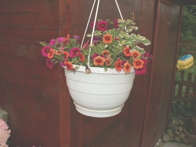 blumenampel_02.jpg, 1.76 MB, 29.05.2006 / 10:47:02