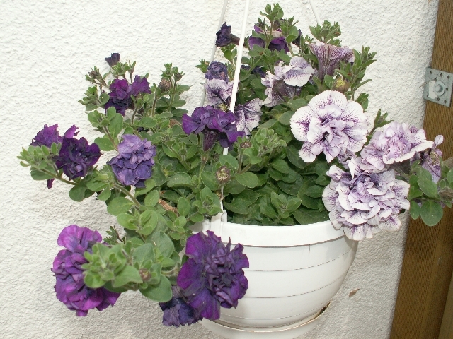 blumenampel_03.jpg, 2.13 MB, 29.05.2006 / 10:47:46