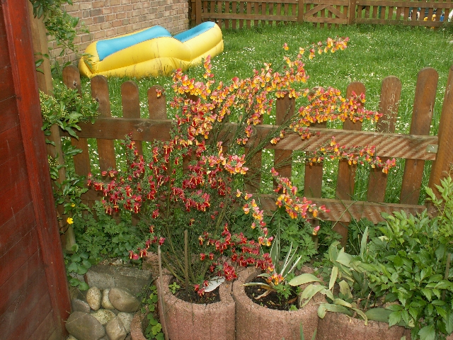 ginster_01.jpg, 2.77 MB, 29.05.2006 / 10:47:16