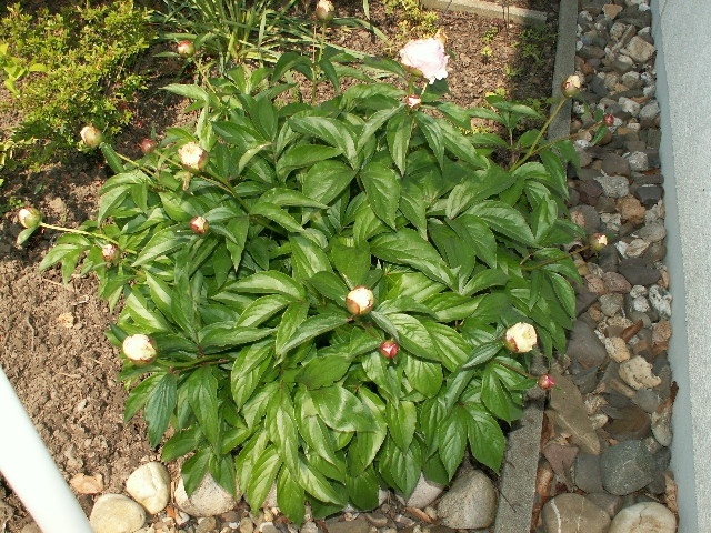 pfingstrose_02.jpg, 393.77 KB, 16.08.2009 / 16:24:57