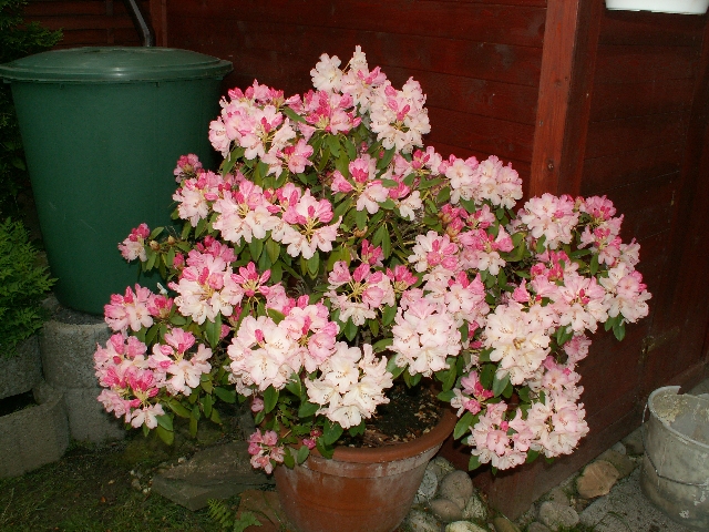 rhododendron_01.jpg, 2.25 MB, 29.05.2006 / 10:46:50