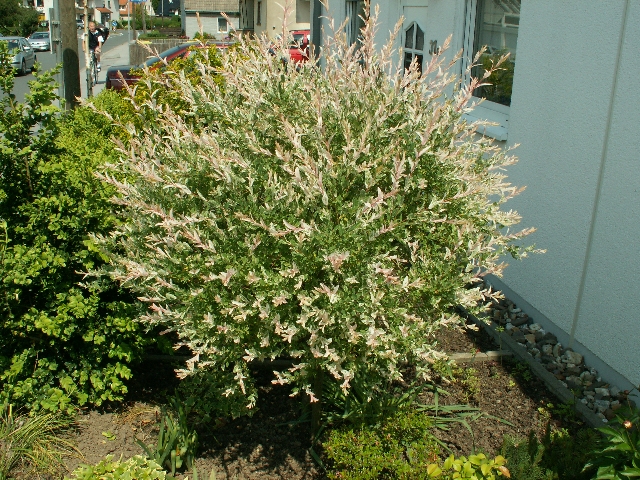 zierweide_02.jpg, 412.11 KB, 16.08.2009 / 16:24:59